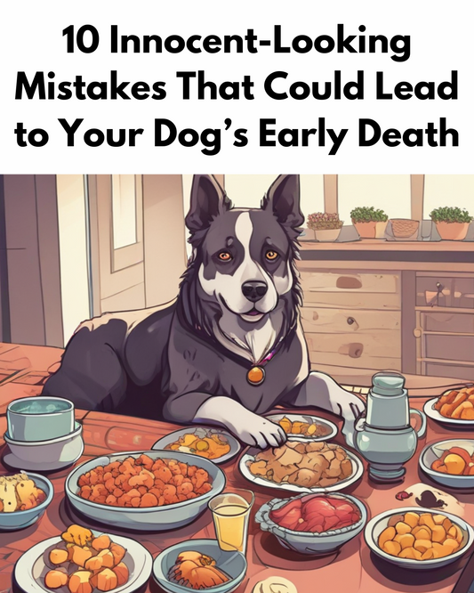 10 Innocent-Looking Mistakes That Could Lead to Your Dog’s Early Death