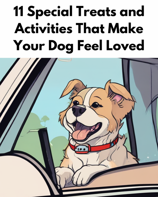 11 Special Treats and Activities That Make Your Dog Feel Loved