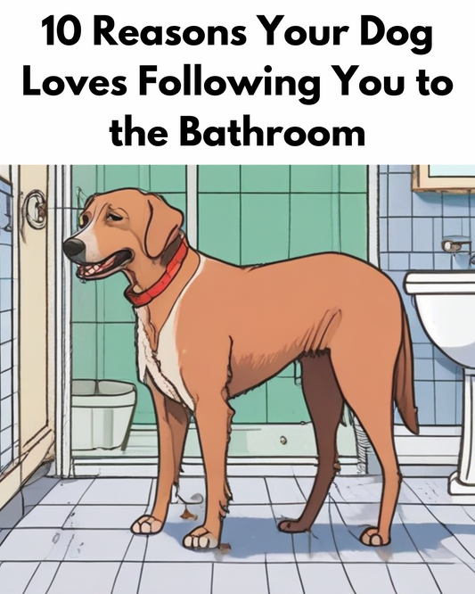 10 Reasons Your Dog Loves Following You to the Bathroom
