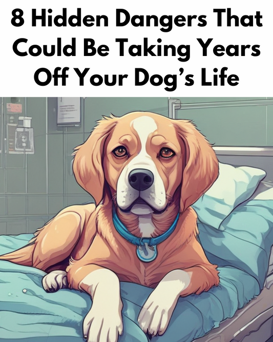 8 Hidden Dangers That Could Be Taking Years Off Your Dog’s Life
