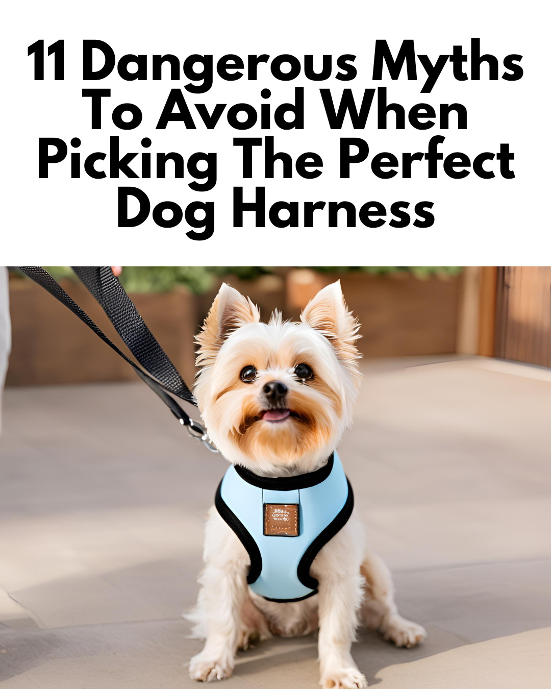 11 Dangerous Myths To Avoid When Picking The Perfect Dog Harness