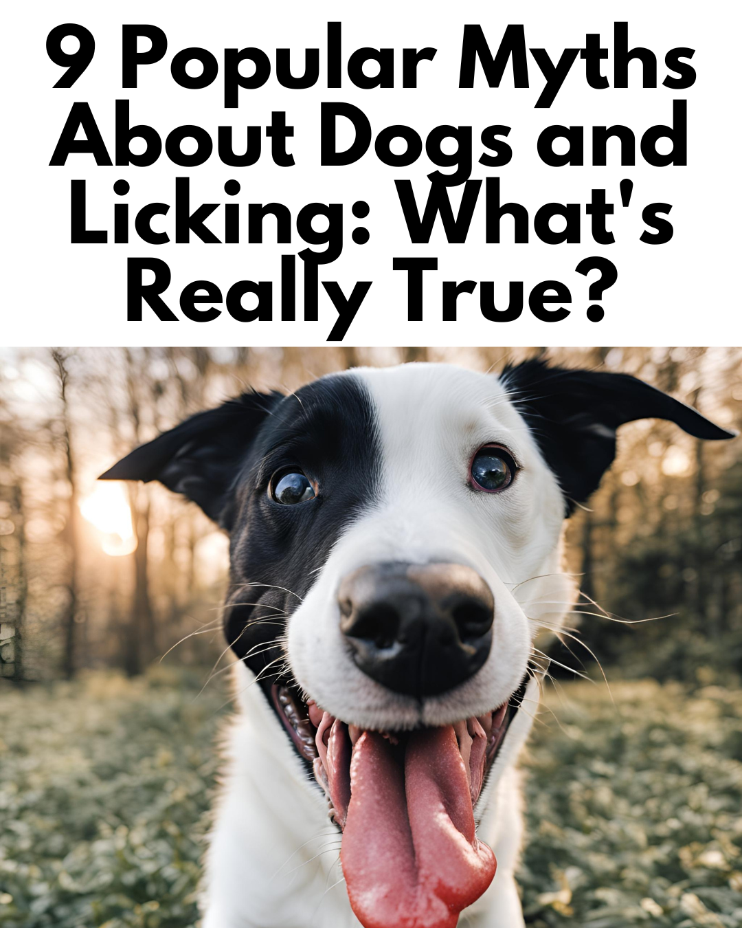 9 Popular Myths About Dogs and Licking: What's Really True?