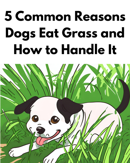 5 Common Reasons Dogs Eat Grass and How to Handle It