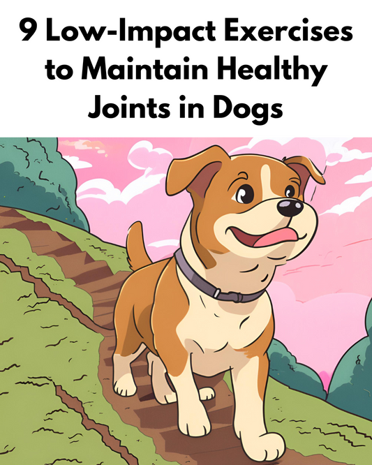 9 Low-Impact Exercises to Maintain Healthy Joints in Dogs